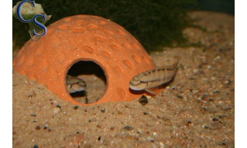 Telmatochromis spec zaire